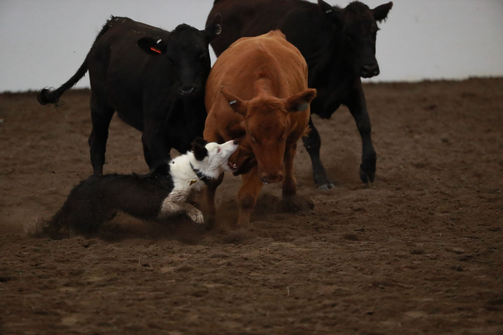 082819_StateFair0013_bjs.jpg